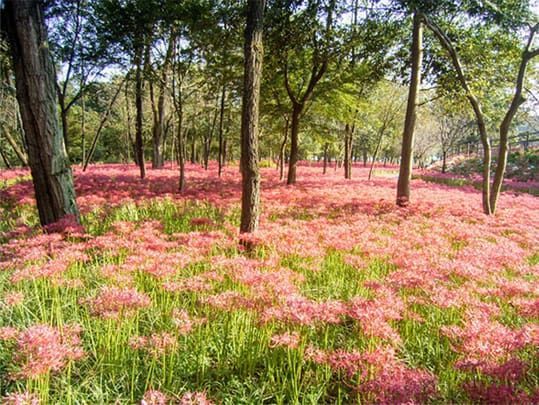 巾着田の曼珠沙華祭り