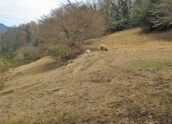 めん羊の里で羊を放牧している