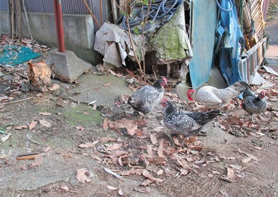 吾妻山を過ぎた所にいた放し飼いの鶏