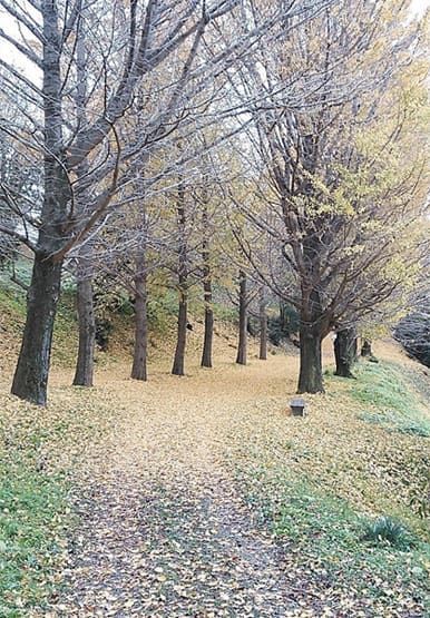 緑と黄色に染まるイチョウ並木