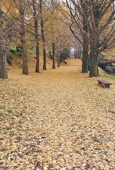 森のみちコース内の黄金色のイチョウ並木