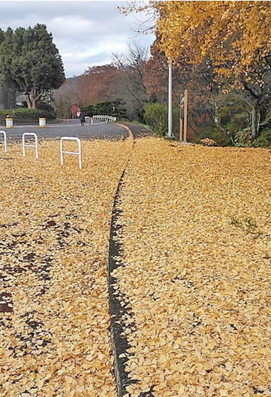銀杏の落ち葉で敷き詰められたアスファルトの道