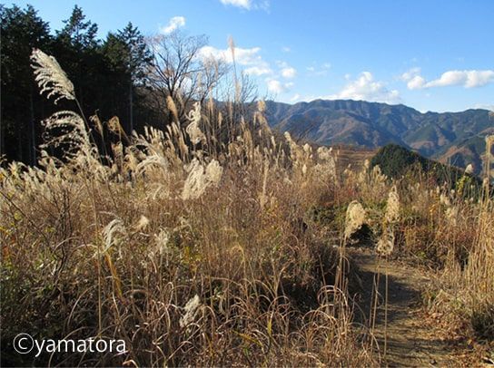 棒ノ折れ山からのススキの景色