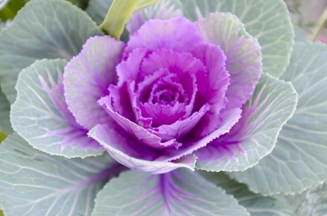 紫色の花を咲かせる葉牡丹