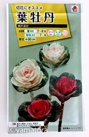 葉牡丹の種の入った袋
