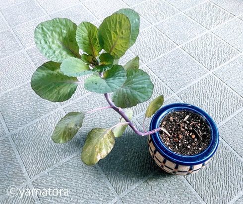 9月のくねっていた葉牡丹の様子