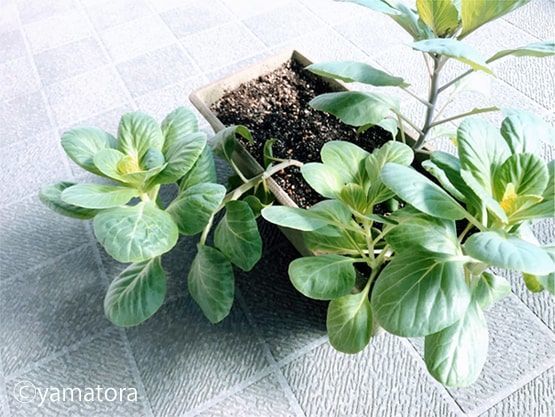 ぐねりながら育つプランターに植えられた葉牡丹