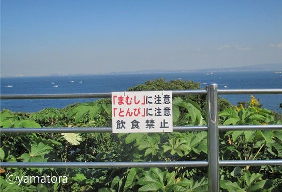 まむし・とんびに注意の看板