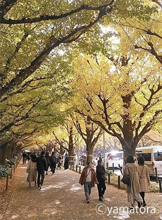 黄緑色と黄色が混じりあういちょう並木