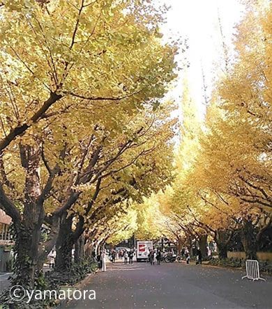 脇道へ入っても美しいいちょう並木