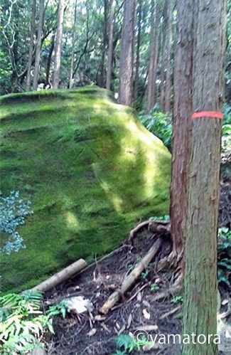 木々の隙間から時々現れる房州石