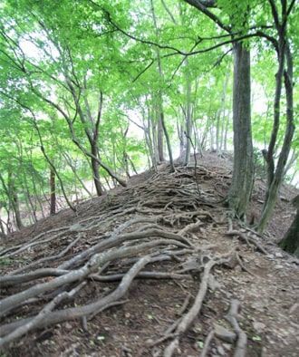 根っこが張り出した登山道