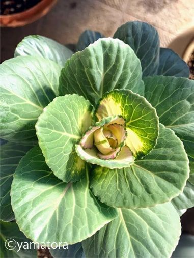 葉牡丹、瀬戸の日の出の白い花