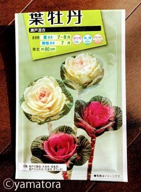 葉牡丹の種の袋