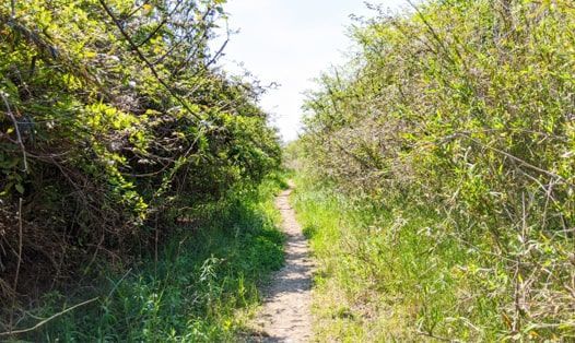 両サイドに木が茂る道幅の狭い山道