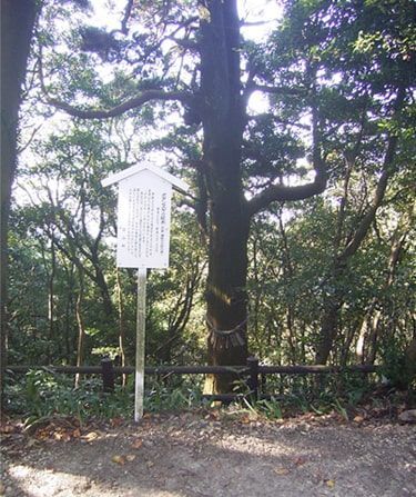 樹齢300å¹´è¶ãã®ãã¿ã³æ