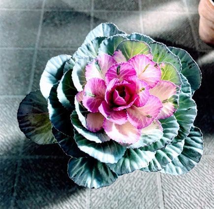 桃色の葉牡丹アップ写真