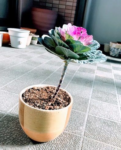 サマーカットしたようにスッキリした葉牡丹