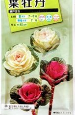 葉牡丹の種の袋