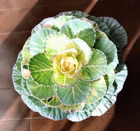 桃色から白色へ移りゆく葉牡丹