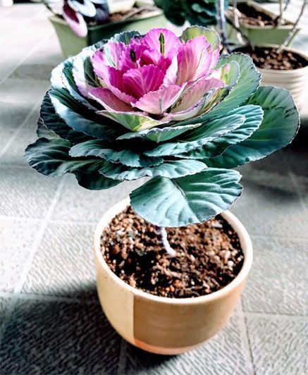 12月に誕生した桃色の葉牡丹