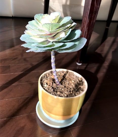 室内へ移動したら桃色から白色へ変わった葉牡丹