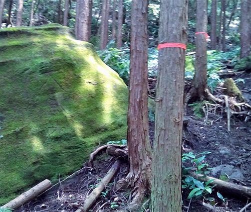 樹林帯に巻かれたオレンジ色のリボン