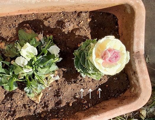 実家のプランターに植えてある齧られた葉牡丹