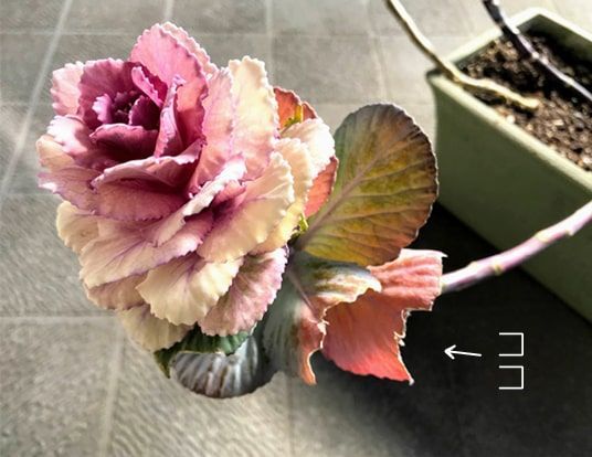 かじられたもう一つの葉牡丹