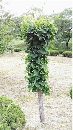 枝が無く葉っぱが沢山のイチョウの木