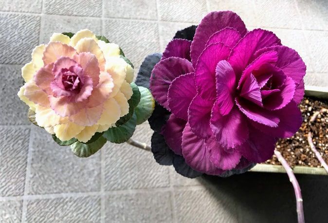 美しいグラデーションを見せる紅白の葉牡丹