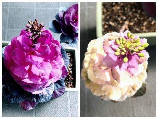 先端が菜の花みたいになってきた葉牡丹
