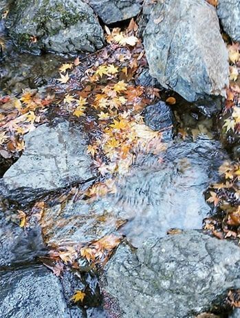 沢に浮かぶ茶色い紅葉