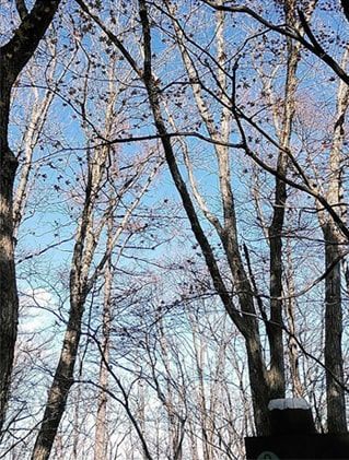 白木と青空