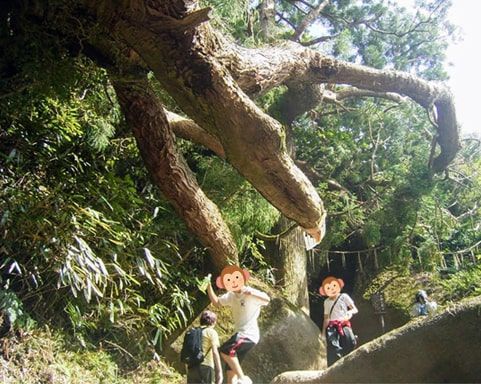 登山道を飛ぶように歩いて行く学生