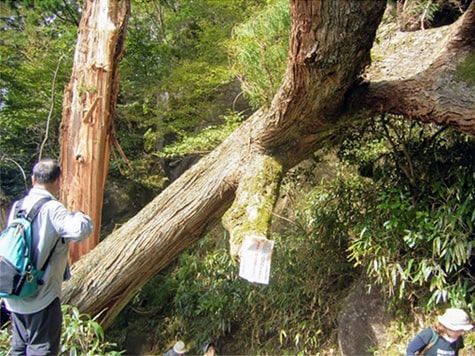 嵐で折れた木を見つめるおじさん