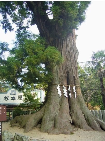 筑波山神社にある大杉