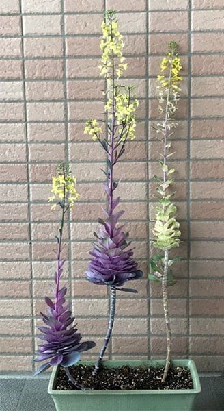 菜の花のように変化する葉牡丹