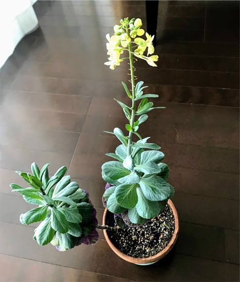 菜の花のように変化した室内の葉牡丹