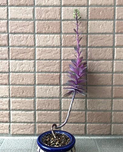 菜の花へと変化するくねくねさんと命名した葉牡丹