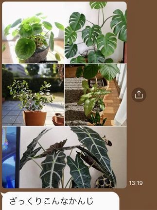 友人から送られてきた観葉植物の写真