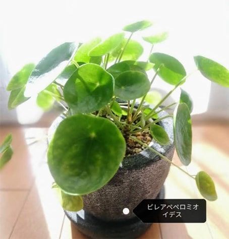 観葉植物】探すと中々見つからないピレアペペロミオイデスとユーカリ