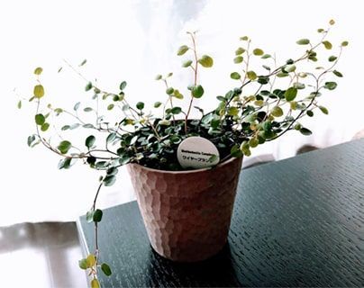 ワイヤープランツの鉢植え
