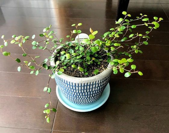 青い鉢へ植えかえたワイヤープランツ