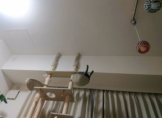 スケキヨのように足を上げてポーズを決めている猫のかまどさん