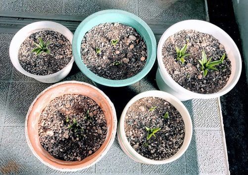 シラーの芽が出て来た鉢5個