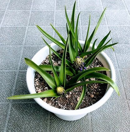 シラーの蕾ができてきた白い鉢