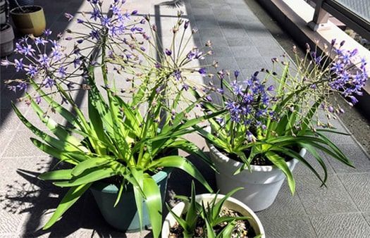 花も終わり枯れてきたシラー