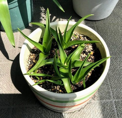 まだ蕾のあるシラーの鉢