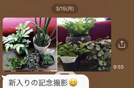 友人から送られてきた観葉植物のLINE